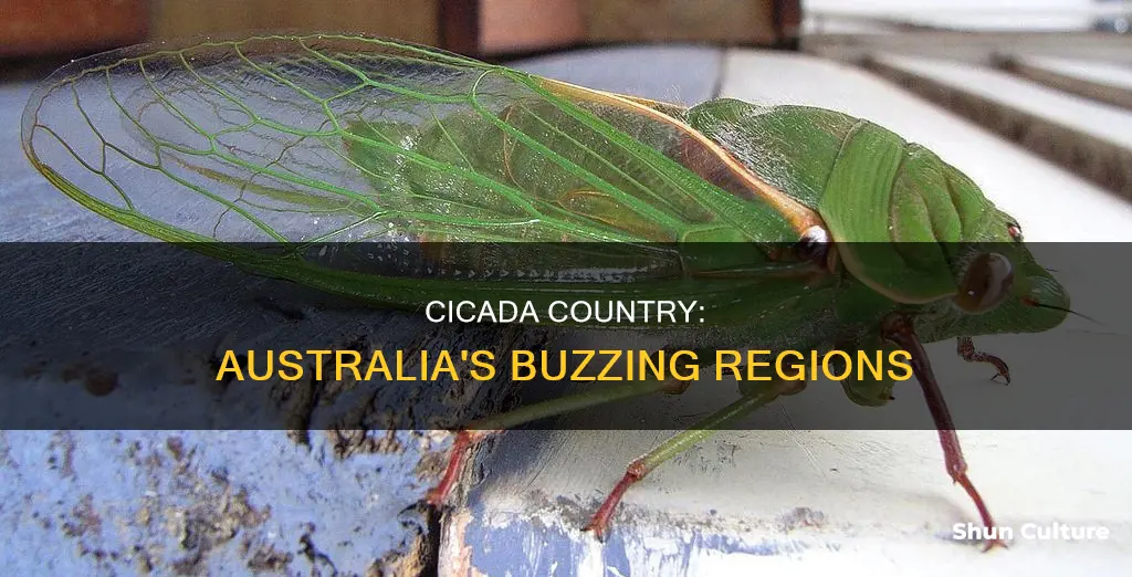 where are cicadas found in australia