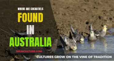 Cockatiels in the Outback: Australia's Wild Cockatiel Habitats