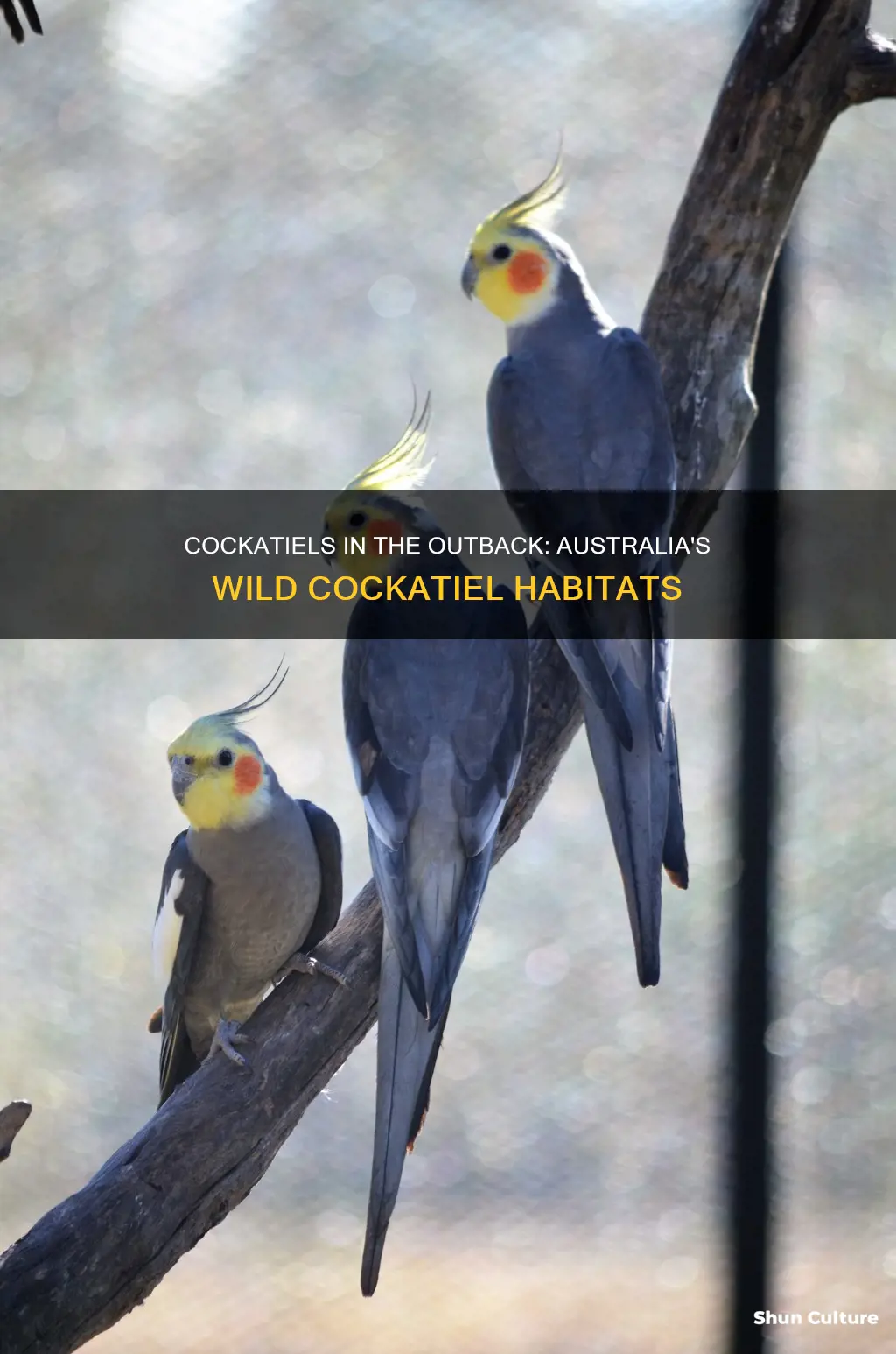 where are cockatiels found in australia