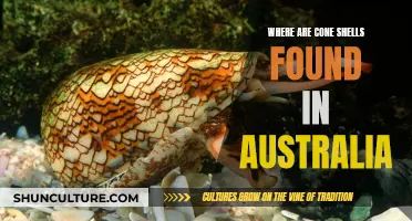 Cone Shells: Australia's Coastal Treasures