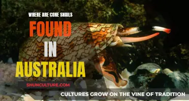 Cone Snails: Australia's Coastal Predators