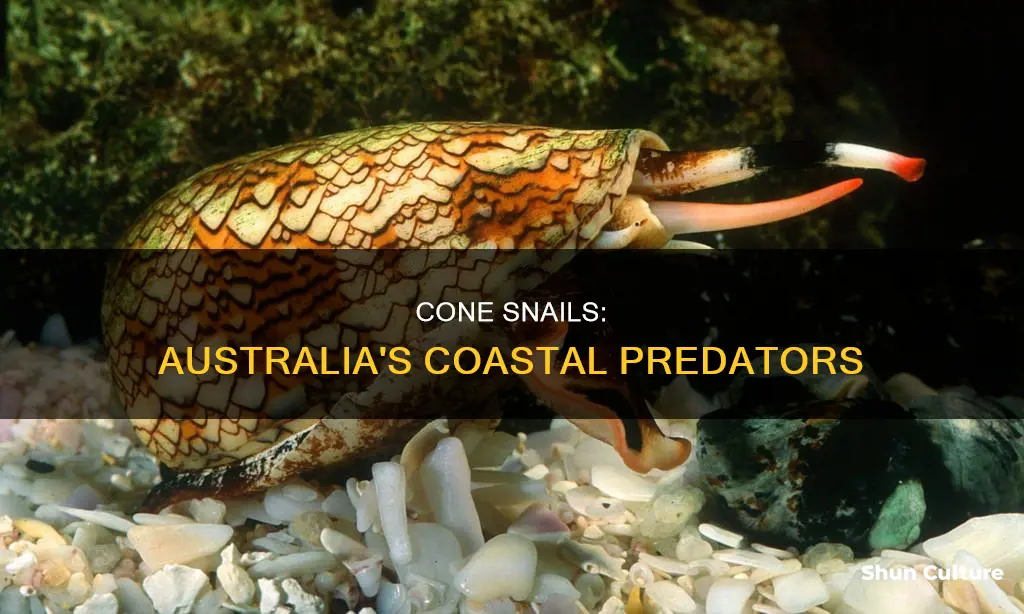 where are cone snails found in australia