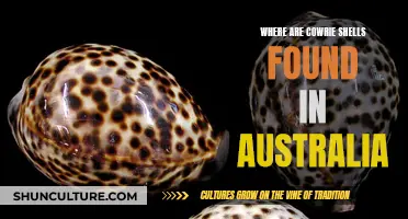 Cowrie Shells: Australia's Coastal Treasures and Their Origins