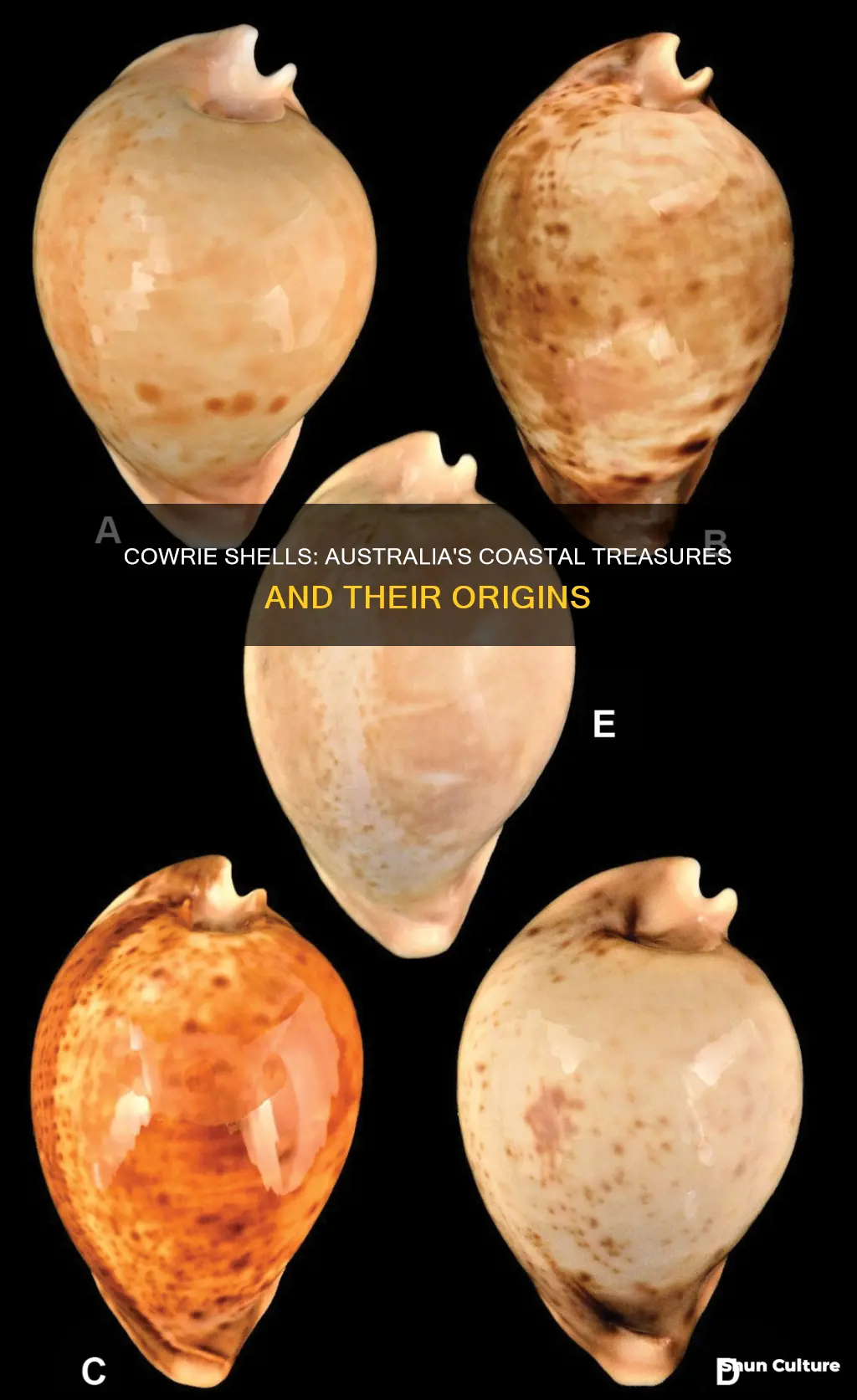 where are cowrie shells found in australia
