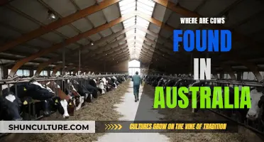 Cows in Australia: Their Locations and Habitats