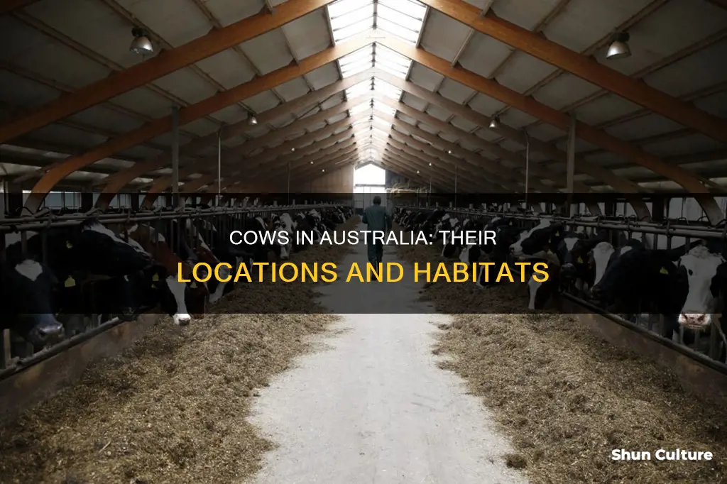 where are cows found in australia