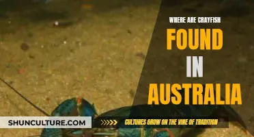 Crayfish in Australia: Where Are They Found?
