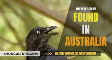 Crows in Australia: Their Habitat and Range