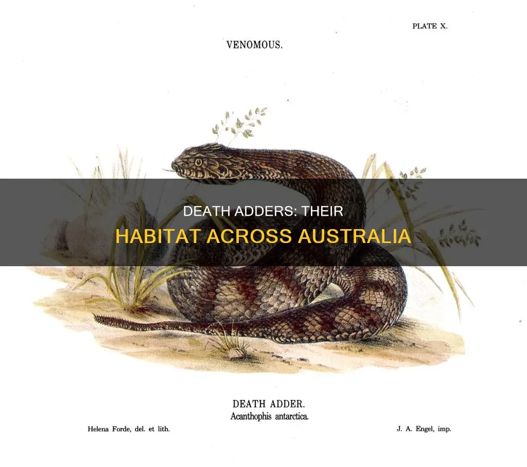 where are death adders found in australia
