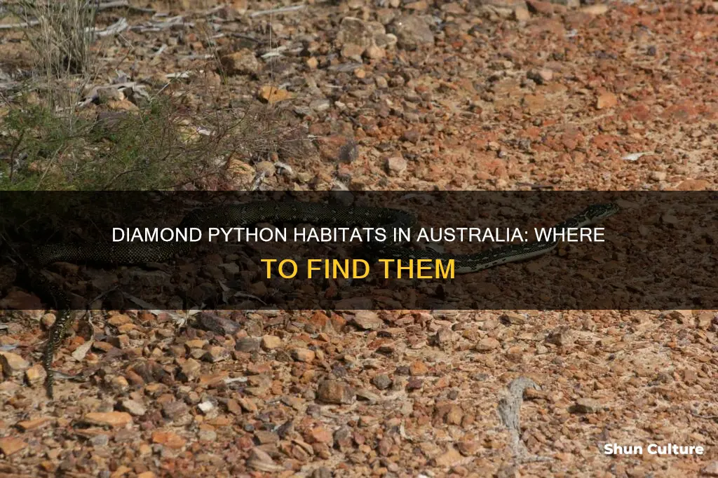where are diamond pythons found in australia