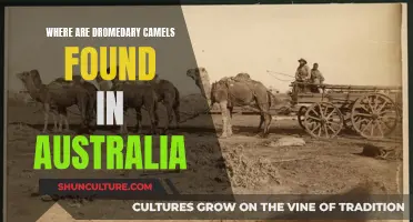 Camel Country: Dromedaries in Australia