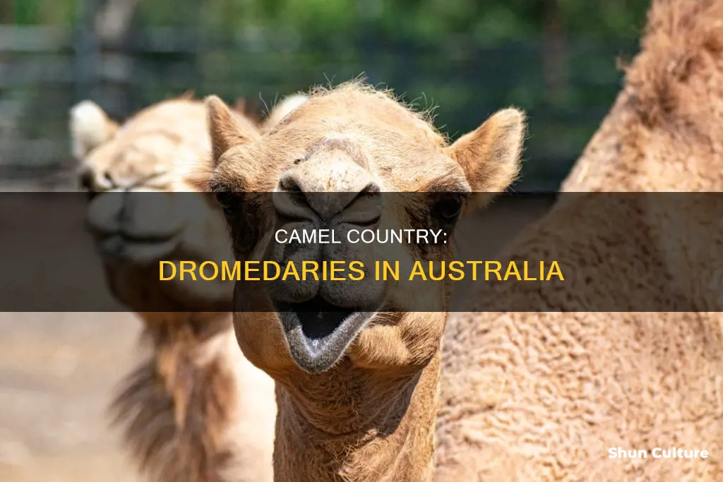 where are dromedary camels found in australia