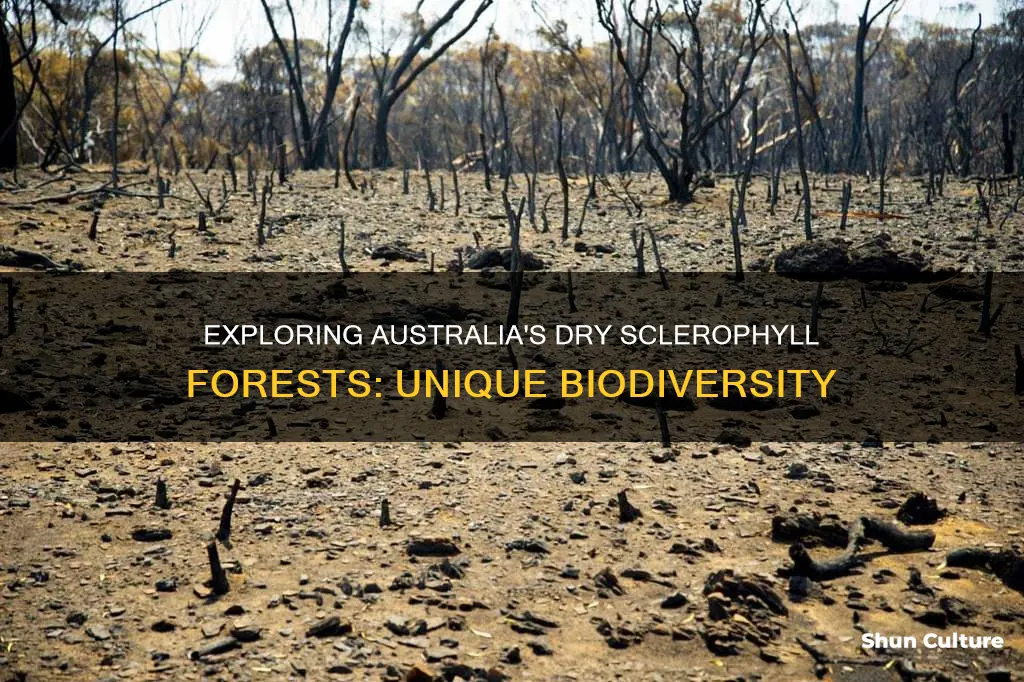 where are dry sclerophyll forests found in australia