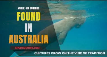 Dugongs in Australia: Where to Find These Marine Mammals