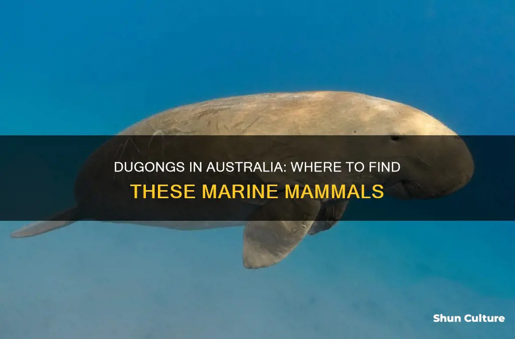 where are dugongs found in australia