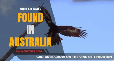 Exploring Australia's Majestic Eagle Habitats and Locations