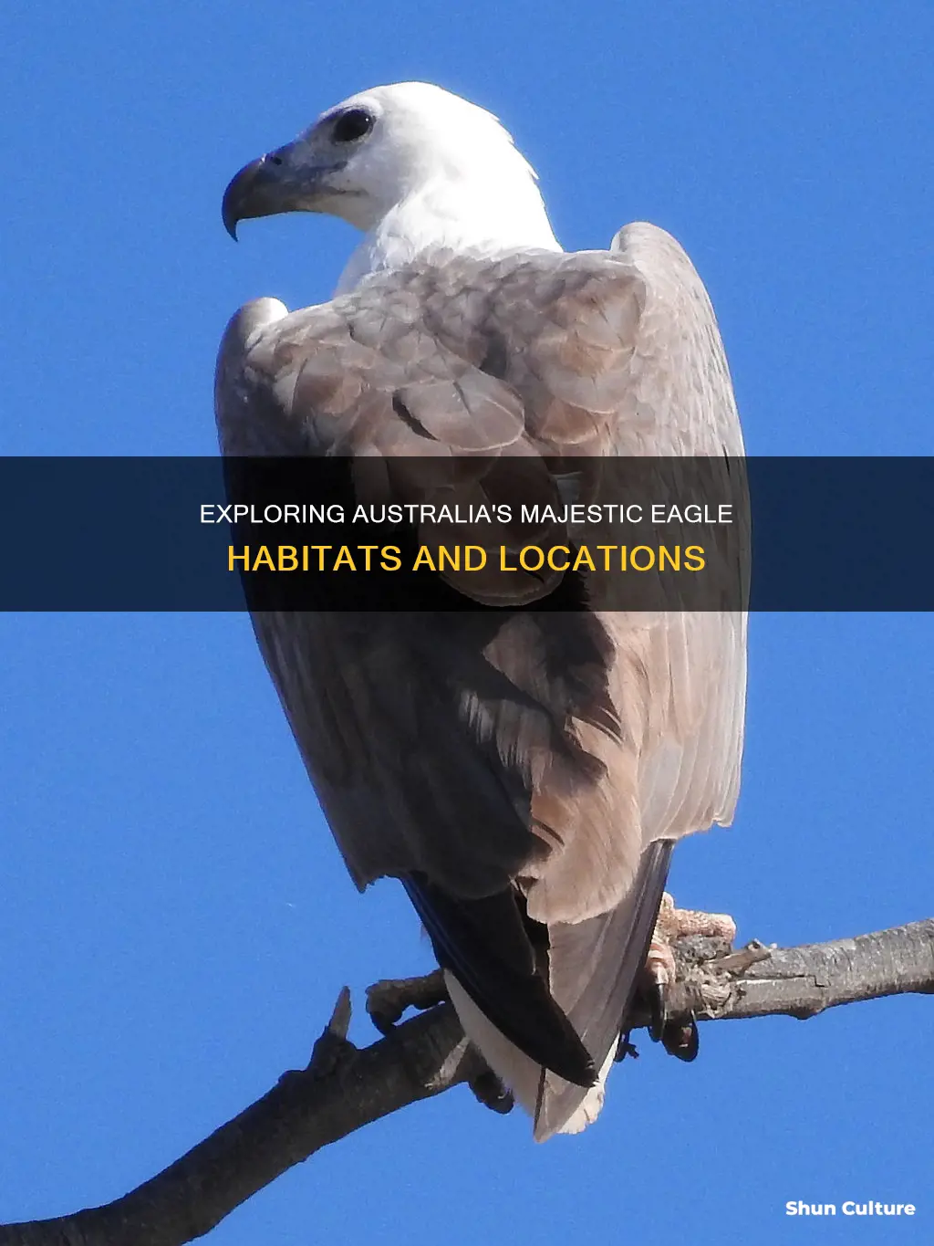 where are eagles found in australia