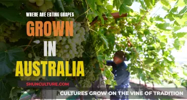 Grown Grape Expectations: Australia's Appetizing Harvest