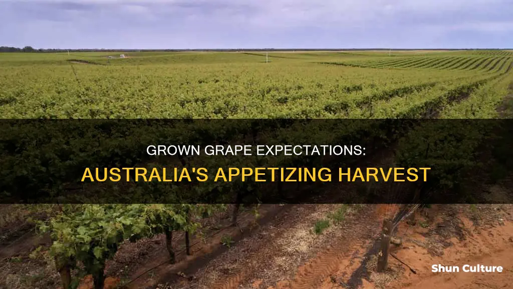 where are eating grapes grown in australia