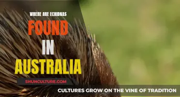Exploring Australia's Unique Habitat: Finding the Elusive Echidna