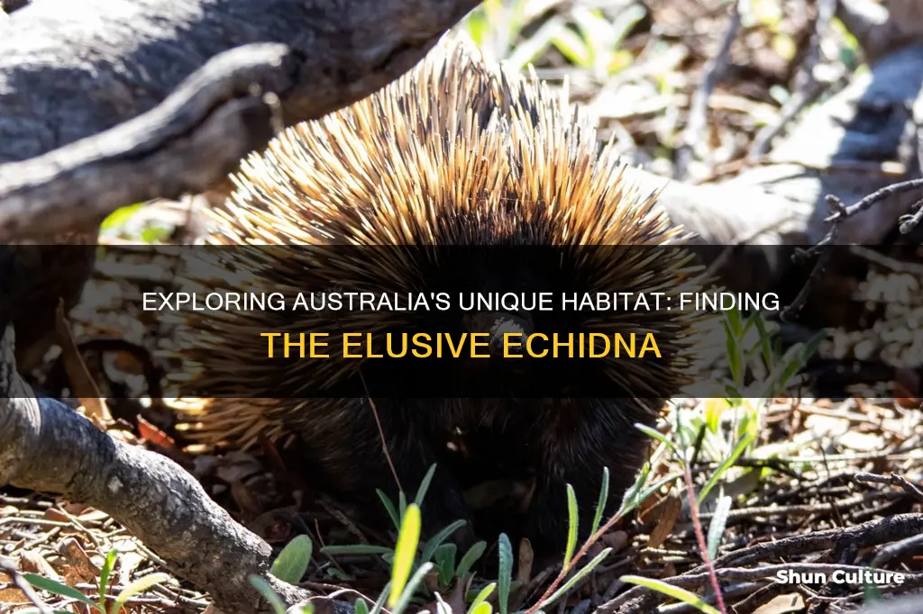 where are echidnas found in australia