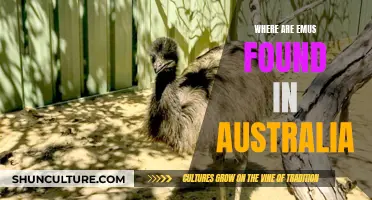 Emu Habitat: Exploring Their Presence Across Australia's Vast Landscape