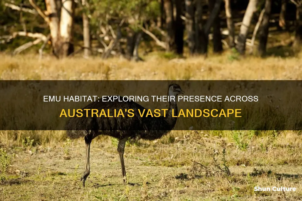 where are emus found in australia