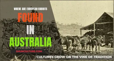 European Rabbits in Australia: Their Unexpected Habitat