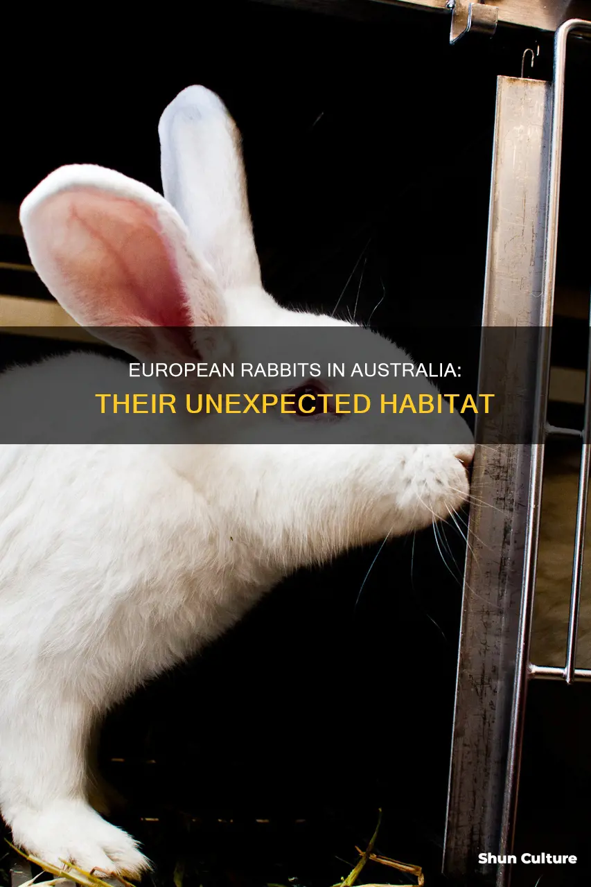 where are european rabbits found in australia