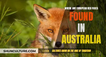 European Red Foxes: Their Australian Habitat Explored