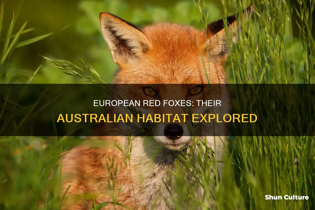 where are european red foxes found in australia