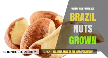 Discovering the Origins of Fairtrade Brazil Nuts: A Sustainable Journey