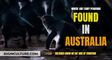 Exploring Australia's Fairy Penguin Habitats and Locations