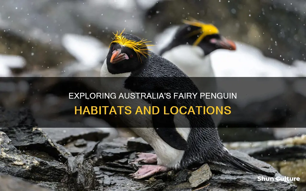 where are fairy penguins found in australia