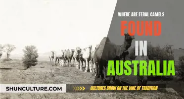 Camel Country: Australia's Feral Camel Habitat Explored