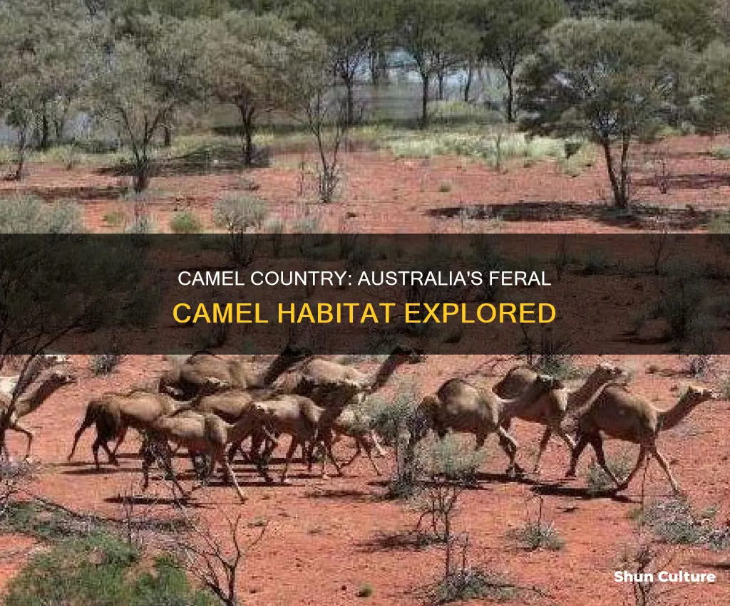 where are feral camels found in australia