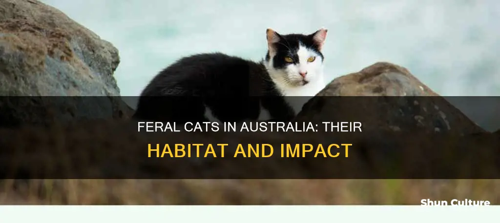 where are feral cats found in australia