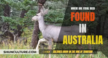 Feral Deer: Australia's Unwanted Wildlife Problem