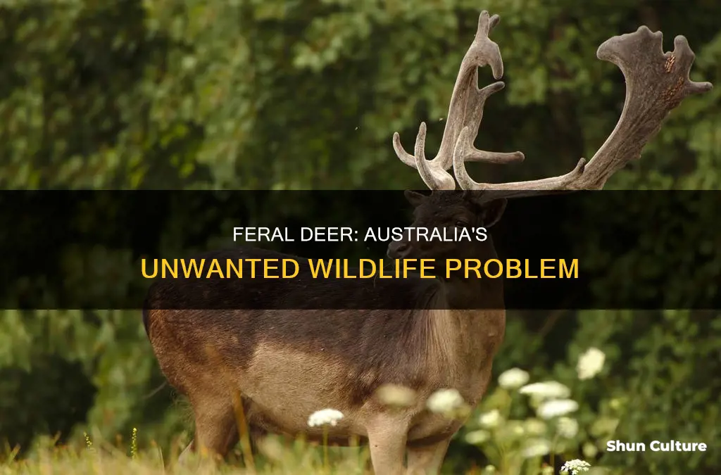 where are feral deer found in australia