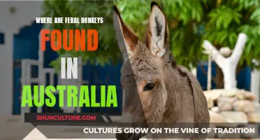 Donkey Hotspots: Feral Herds Roaming the Australian Outback