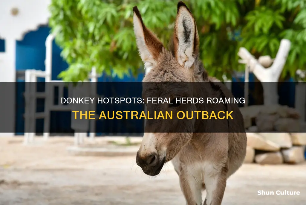 where are feral donkeys found in australia