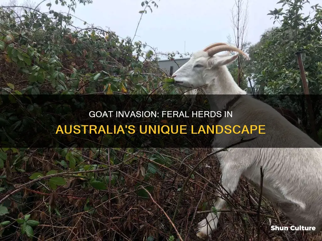 where are feral goats found in australia