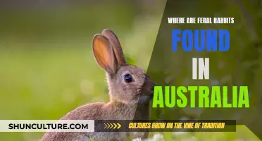 Rabbits Run Wild: Australia's Feral Rabbit Hotspots