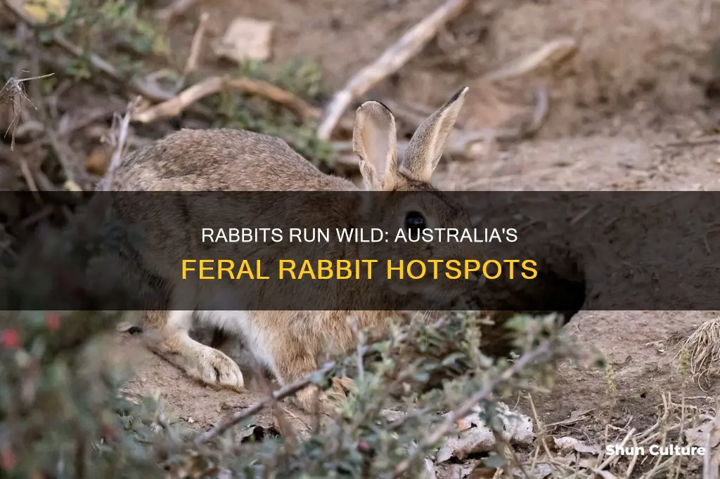 where are feral rabbits found in australia