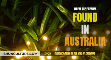 Fireflies in Australia: Where to Find Them