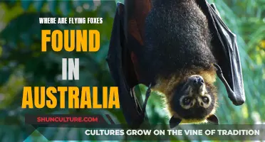 Flying Foxes: Unique Australian Wildlife, Found Where?