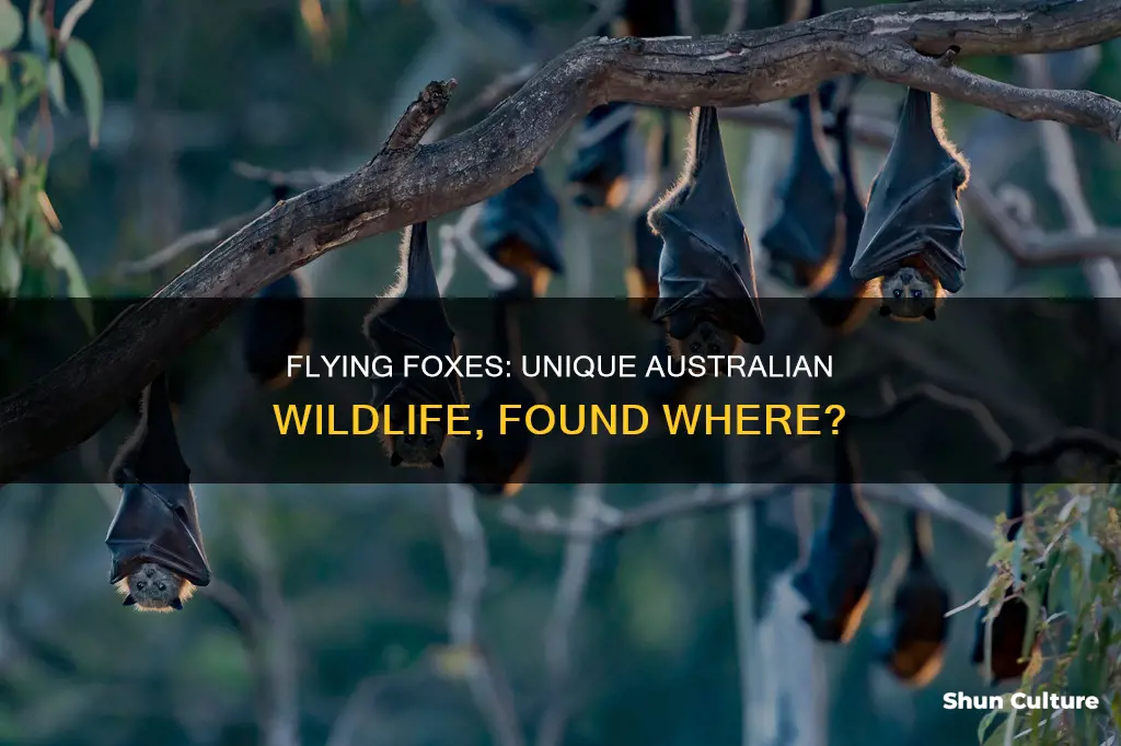 where are flying foxes found in australia