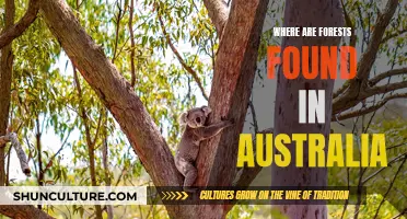 Discover Australia's Forests: A Natural Wonder Down Under