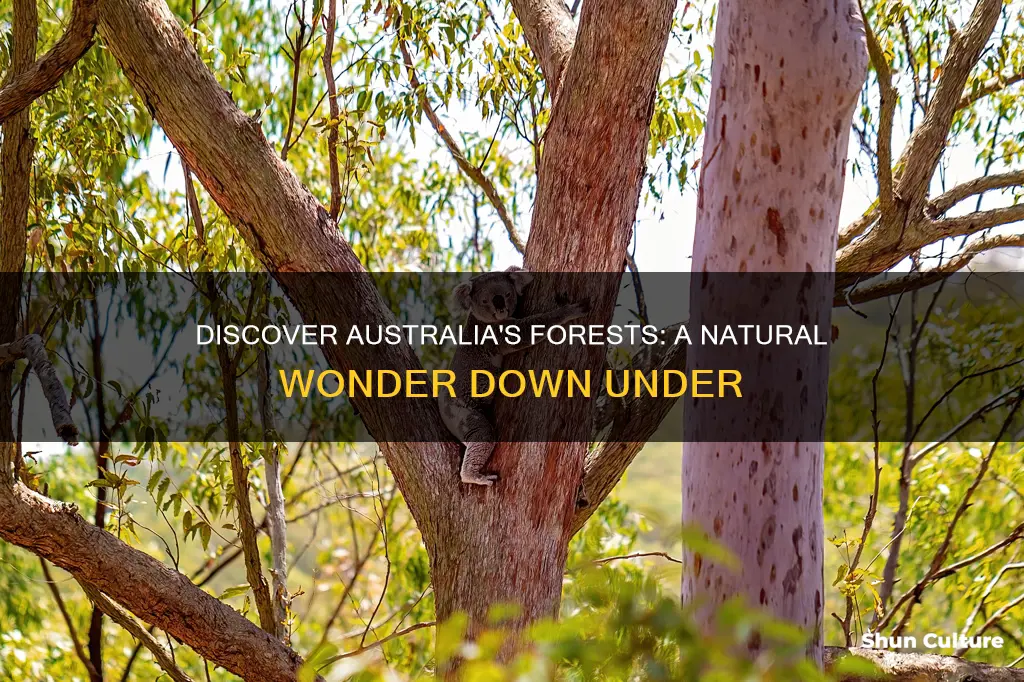 where are forests found in australia