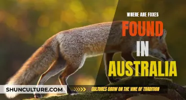 Foxes in Australia: Their Habitat and Range